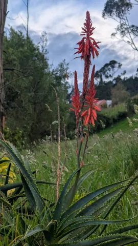 Una espiga de flores rojas crece junto a un sendero rodeado de plantas verdes.