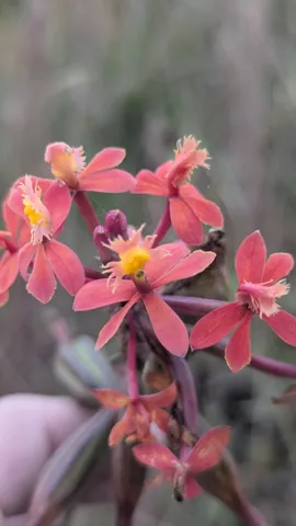 Un grupo de flores rosadas florece entre hojas verdes.