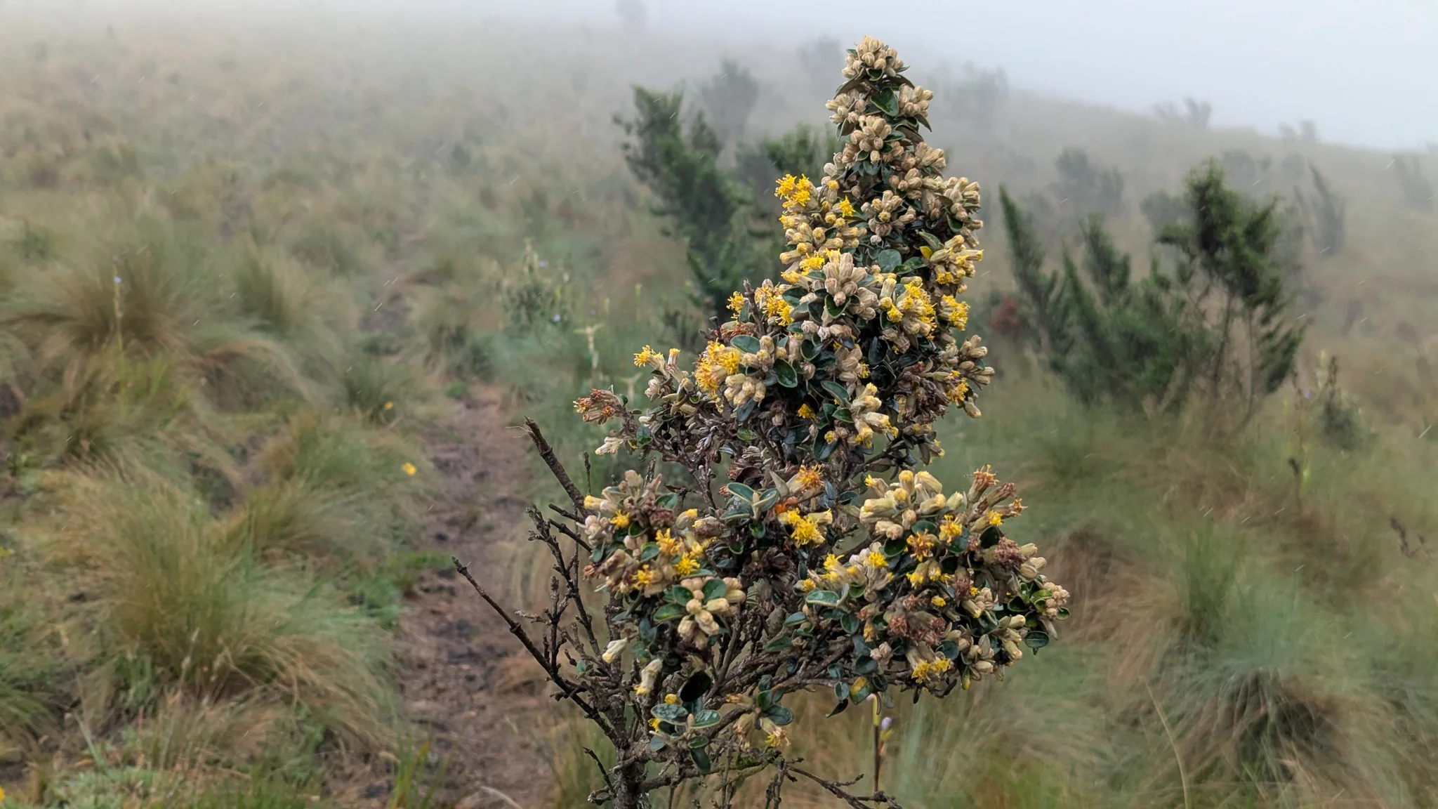 Flores amarillas forman un racimo sobre un arbusto entre la neblina de las alturas.