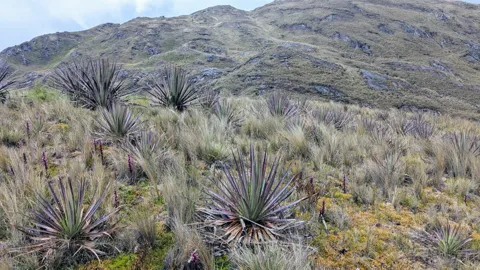 Rosetas espinosas en las tierras altas