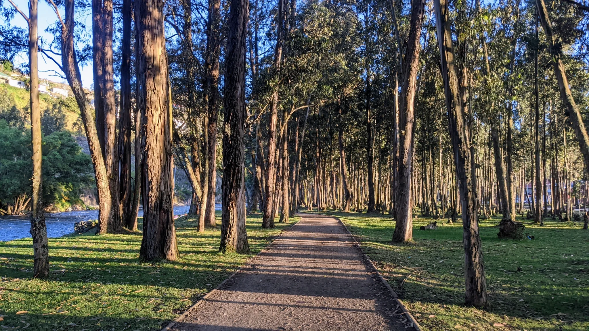 Un sendero pavimentado atraviesa árboles altos y césped.