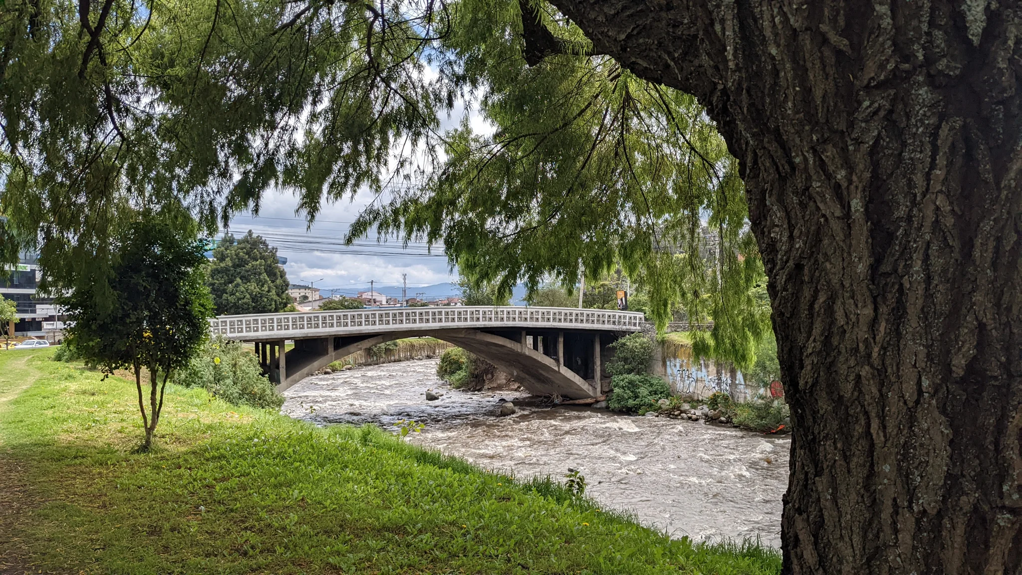 Un árbol grande enmarca un puente sobre un río o una quebrada en un parque verde.