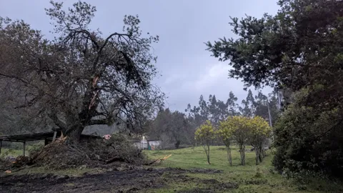 Árboles grandes se alzan en un parque o campo abierto de césped.