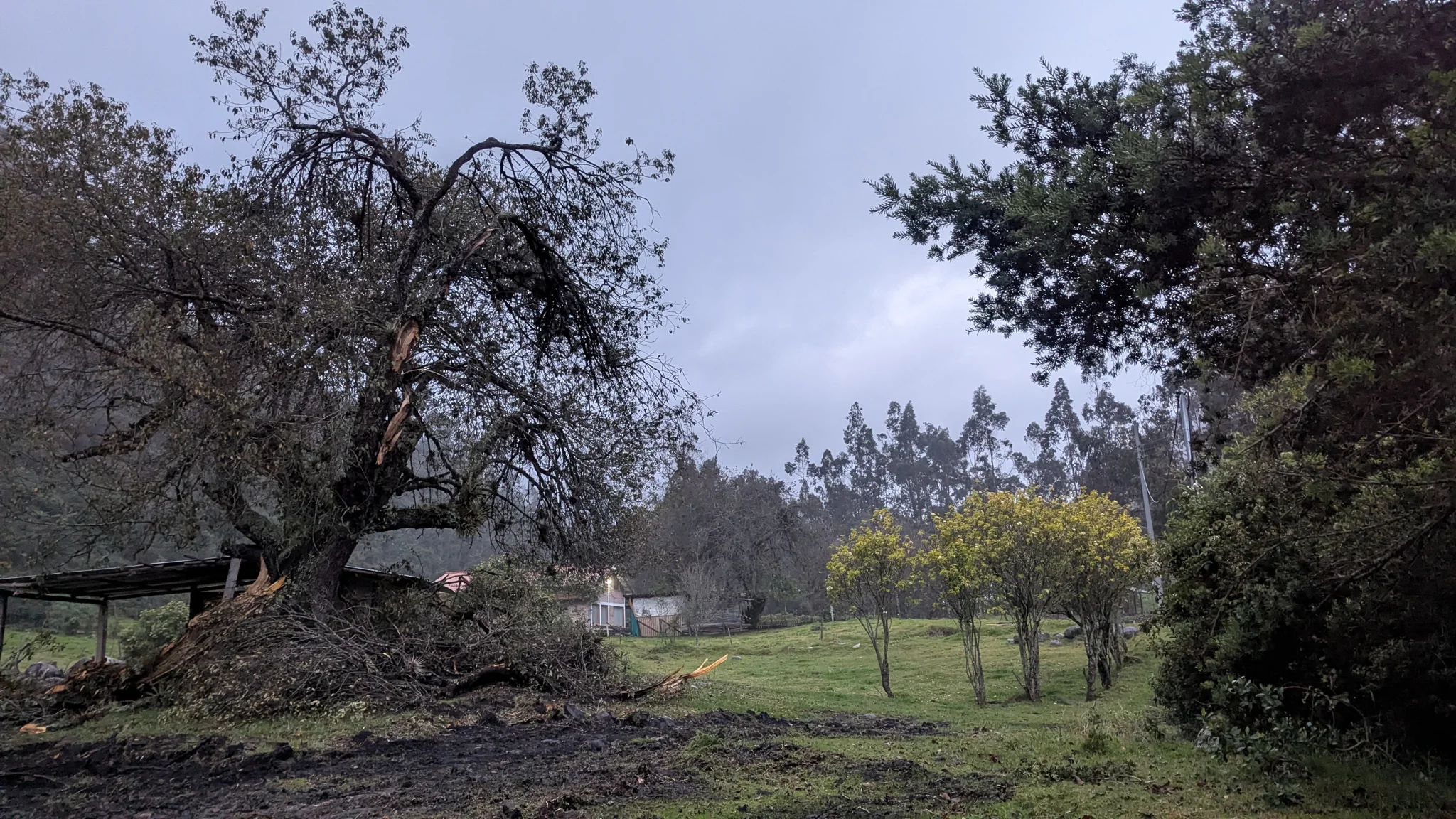 Árboles grandes se alzan en un parque o campo abierto de césped.