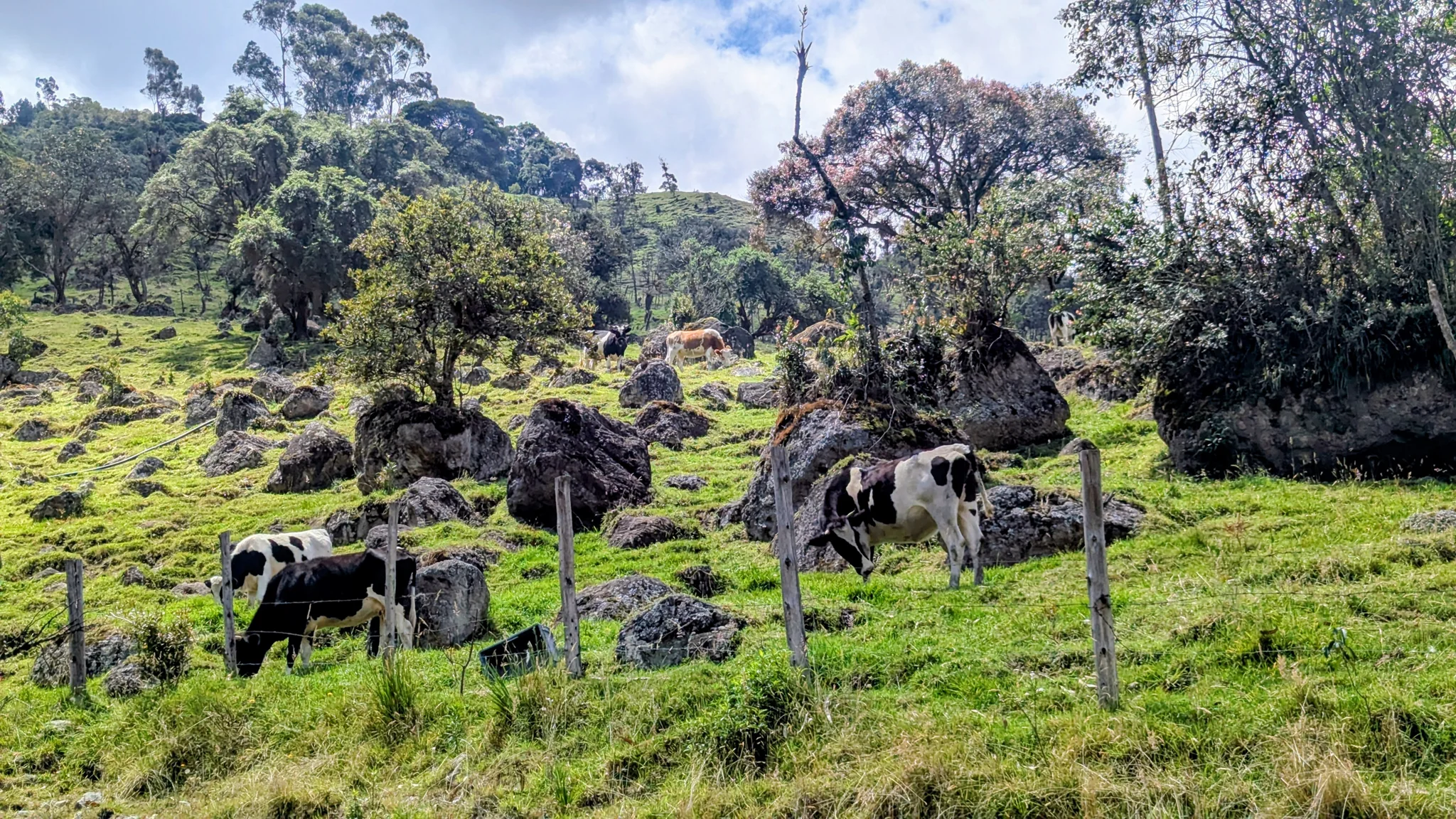 Vacas pastan en una ladera verde bajo árboles y nubes.