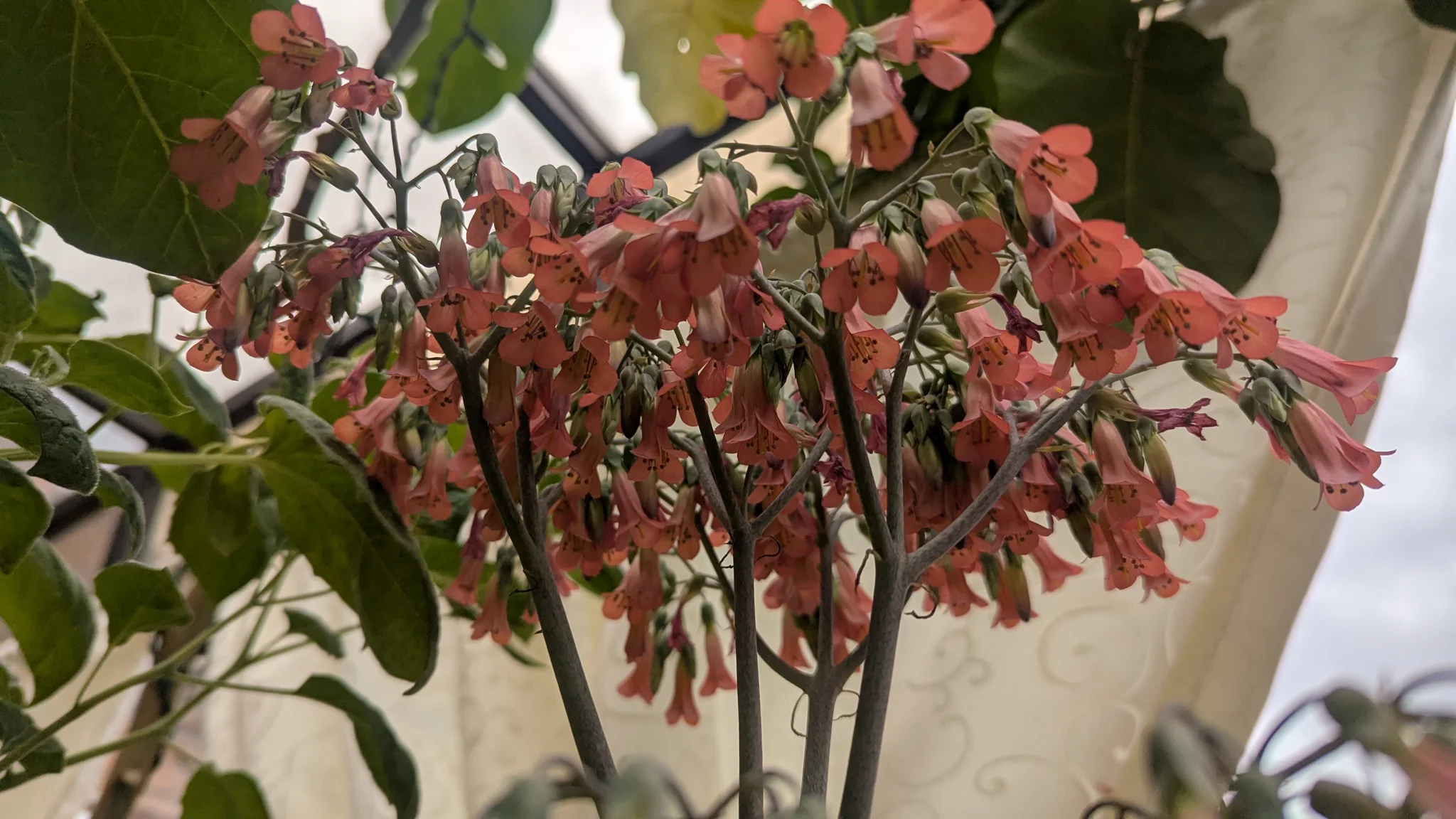 Un racimo de flores rojo rosado cuelga de una rama frondosa.