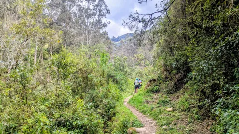 Un sendero estrecho atraviesa vegetación y arbustos verdes y densos.