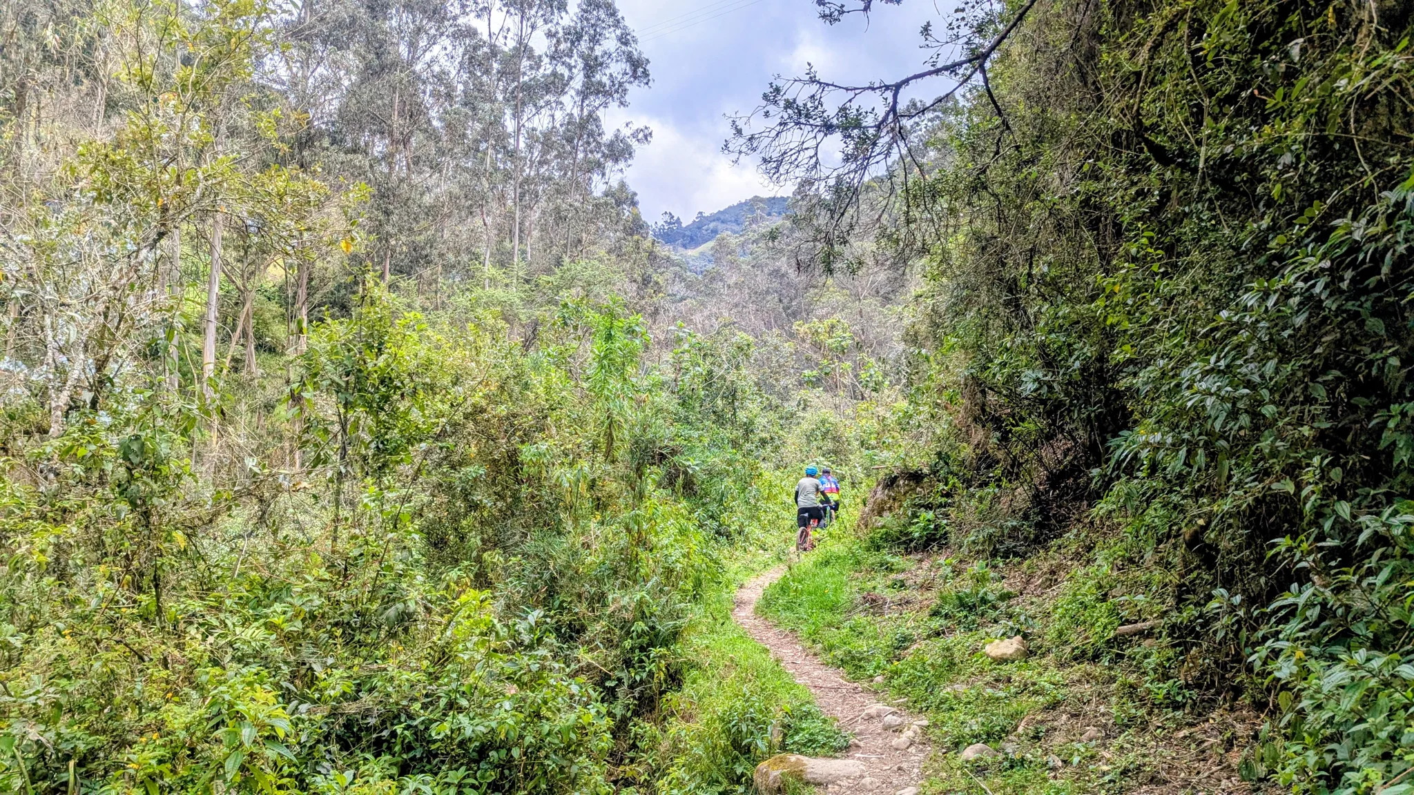Un sendero estrecho atraviesa vegetación y arbustos verdes y densos.