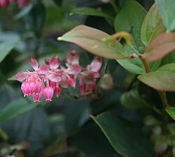 Fotografía de referencia de Gaultheria erecta