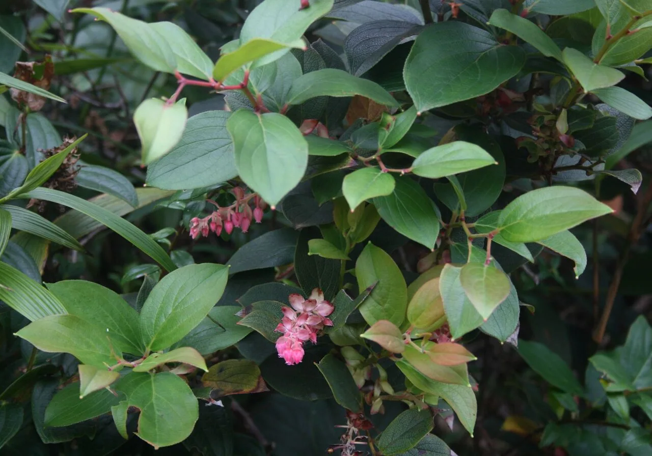 Fotografía de referencia de Gaultheria erecta