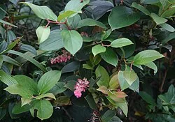 Fotografía de referencia de Gaultheria erecta