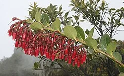 Fotografía de referencia de Macleania rupestris