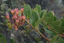 Fotografía de referencia de Macleania rupestris