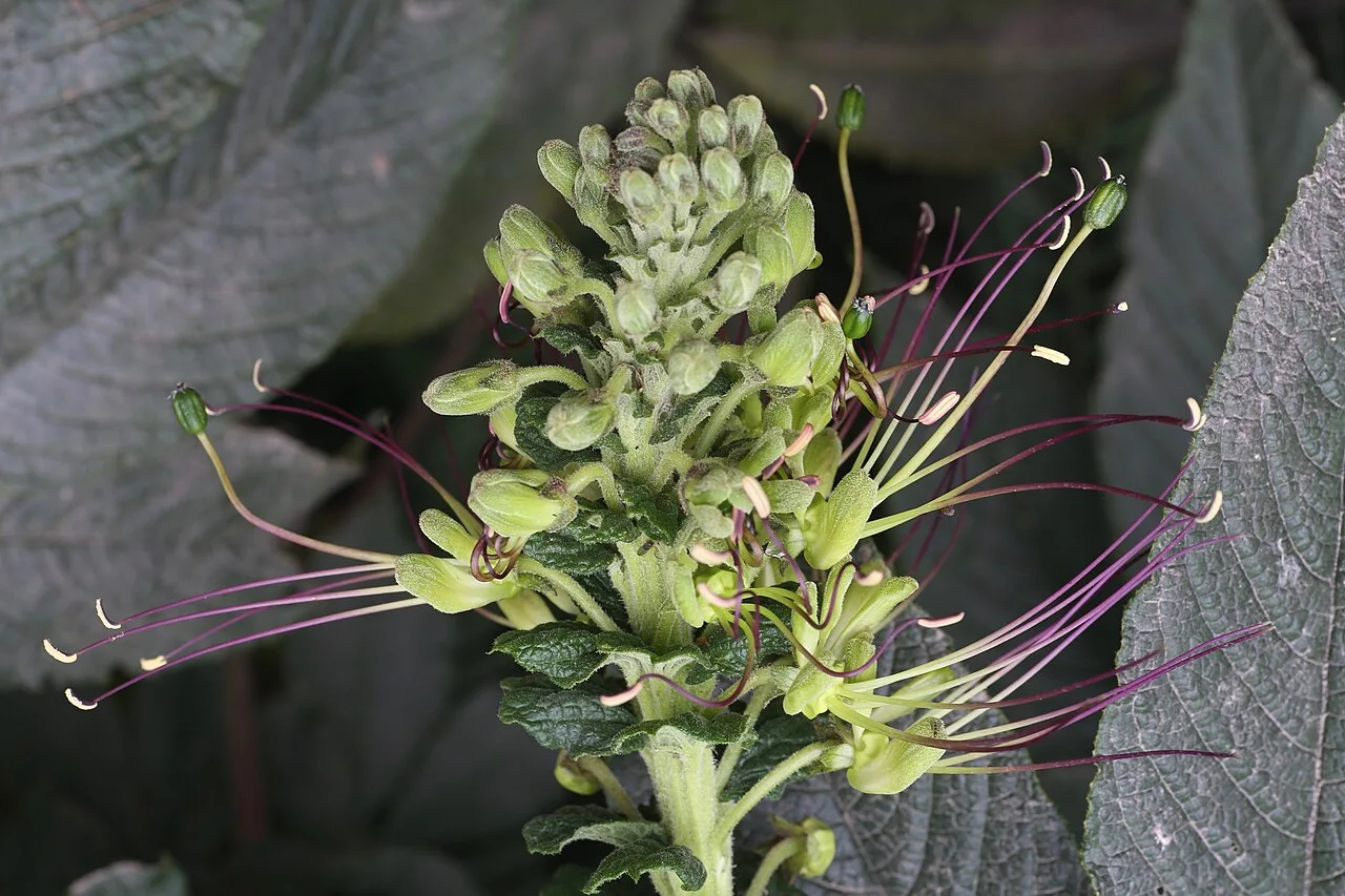 Fotografía de referencia de Cleome anomala