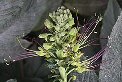 Fotografía de referencia de Cleome anomala
