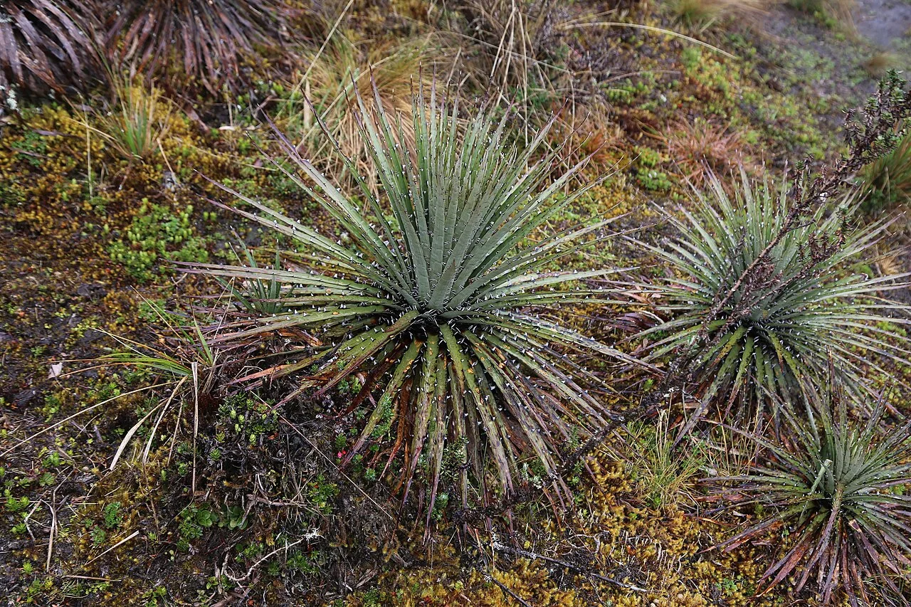 Fotografía de referencia de Puya hamata