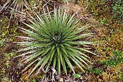 Fotografía de referencia de Puya hamata
