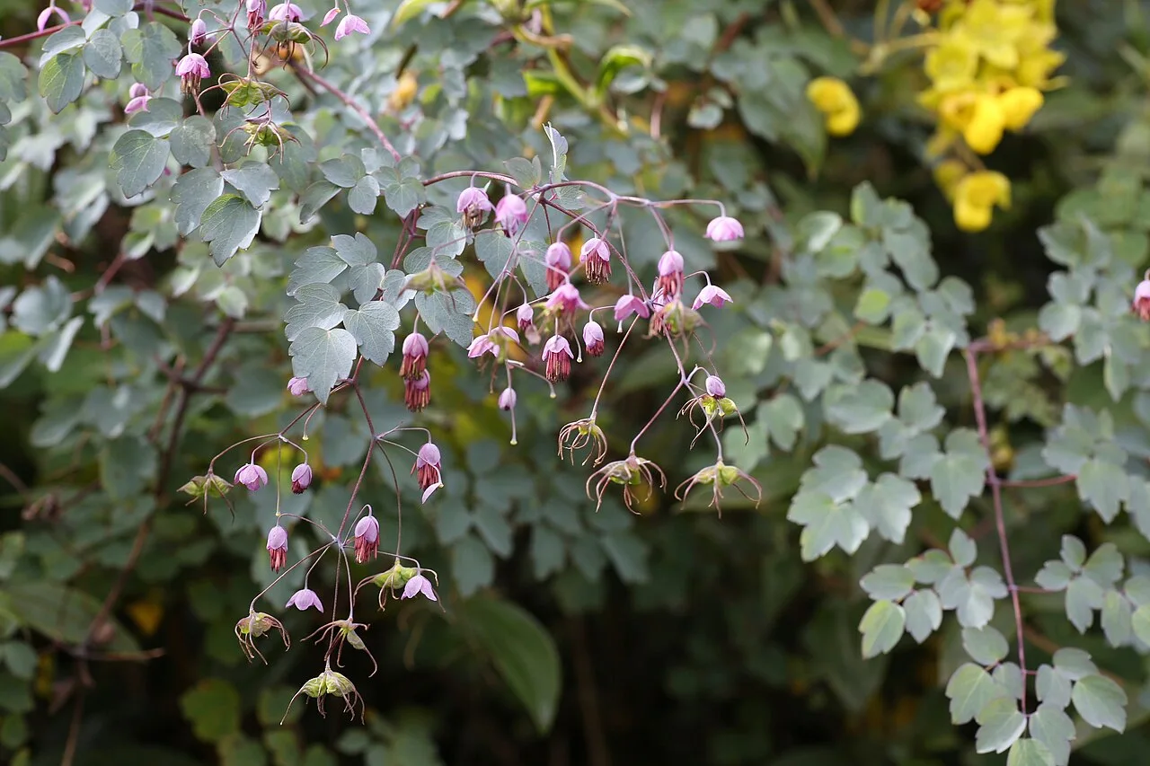 Fotografía de referencia de Thalictrum podocarpum