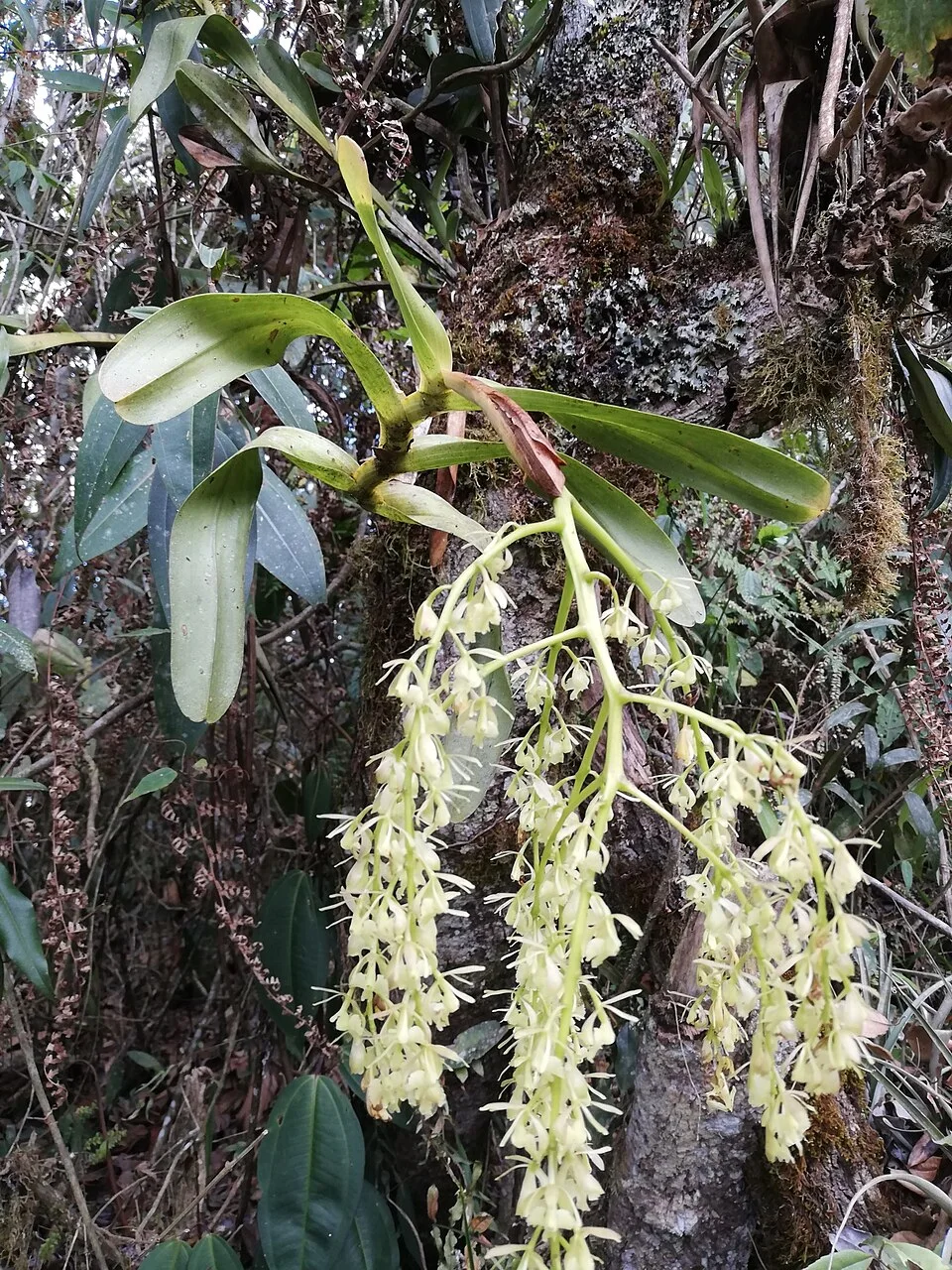 Fotografía de referencia de Epidendrum excisum