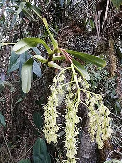 Fotografía de referencia de Epidendrum excisum