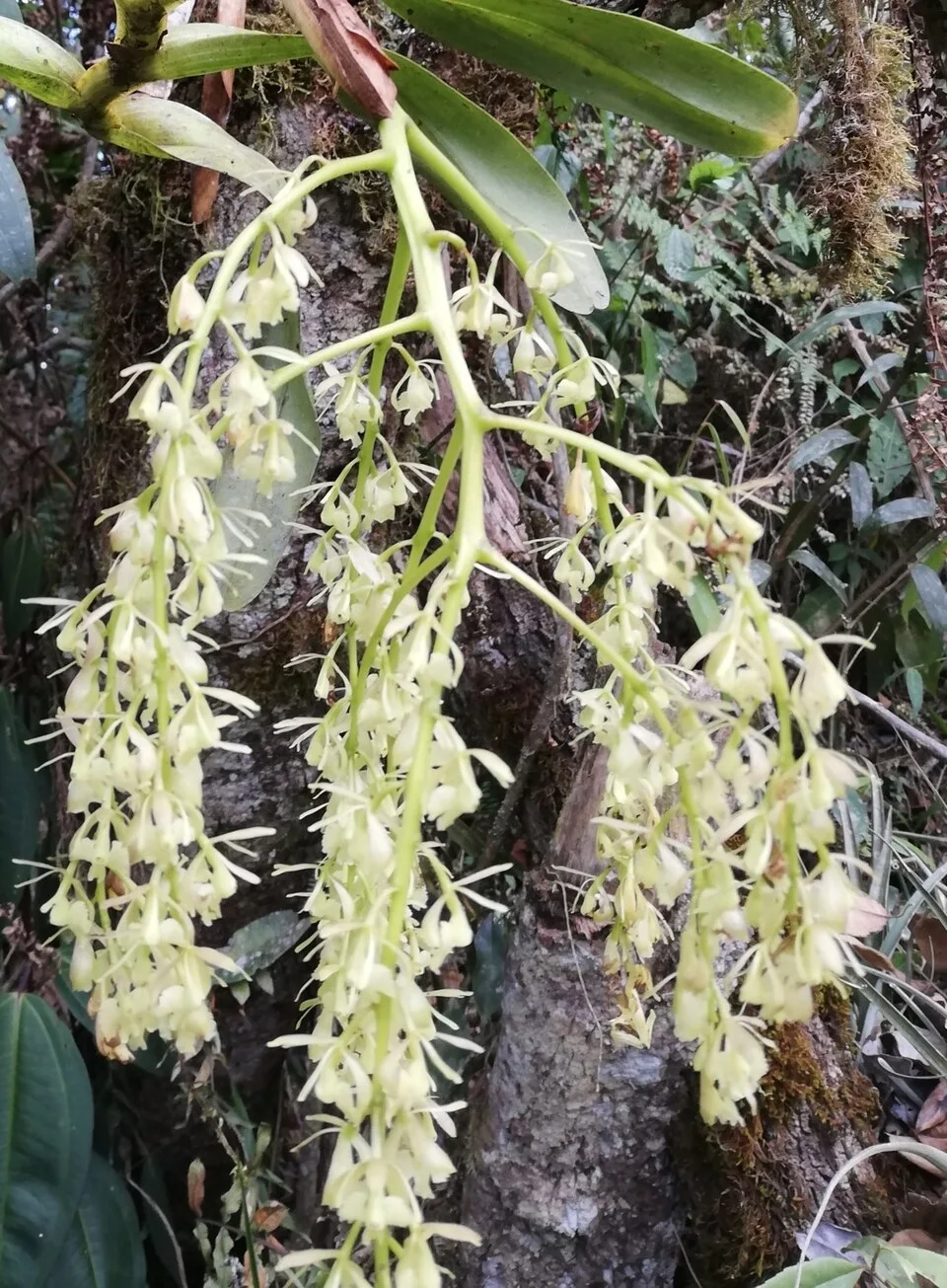 Fotografía de referencia de Epidendrum excisum