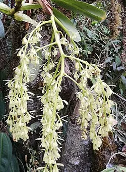 Fotografía de referencia de Epidendrum excisum
