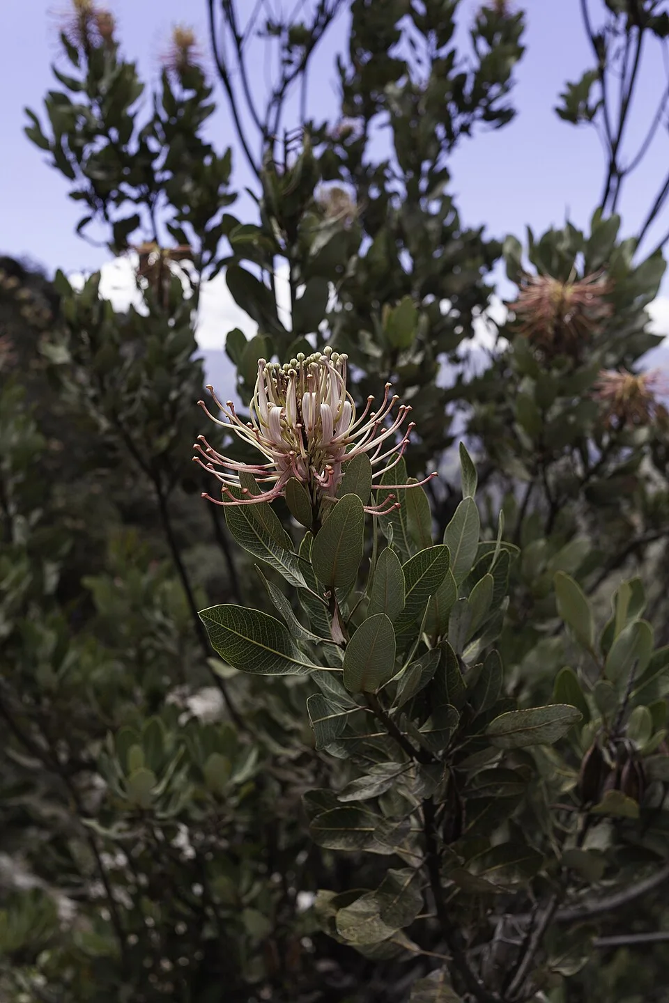 Fotografía de referencia de Oreocallis grandiflora