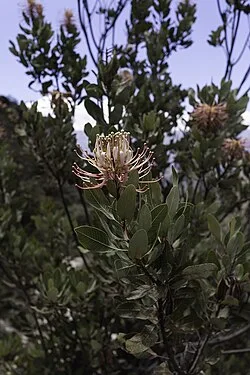 Fotografía de referencia de Oreocallis grandiflora