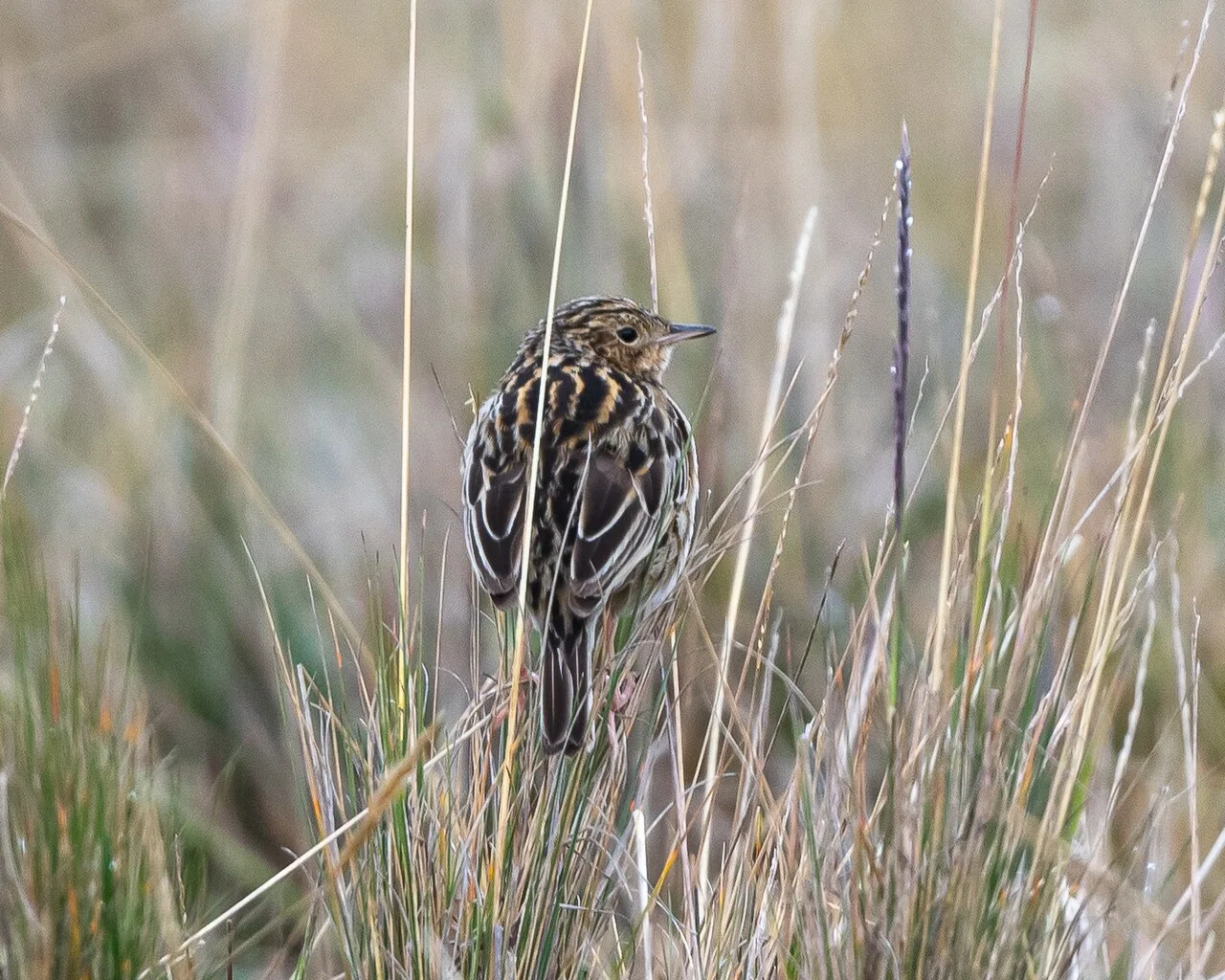 Fotografía de referencia de Anthus bogotensis