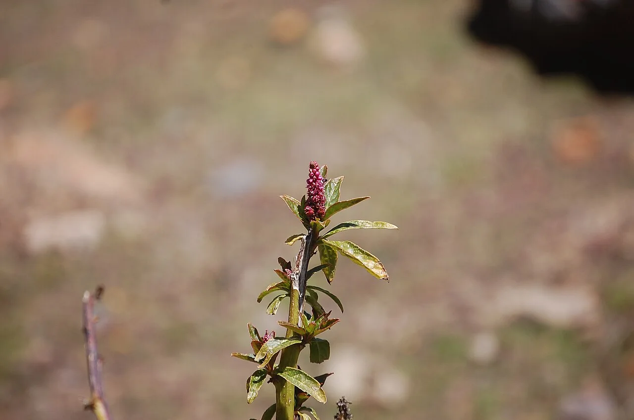 Fotografía de referencia de Phytolacca bogotensis