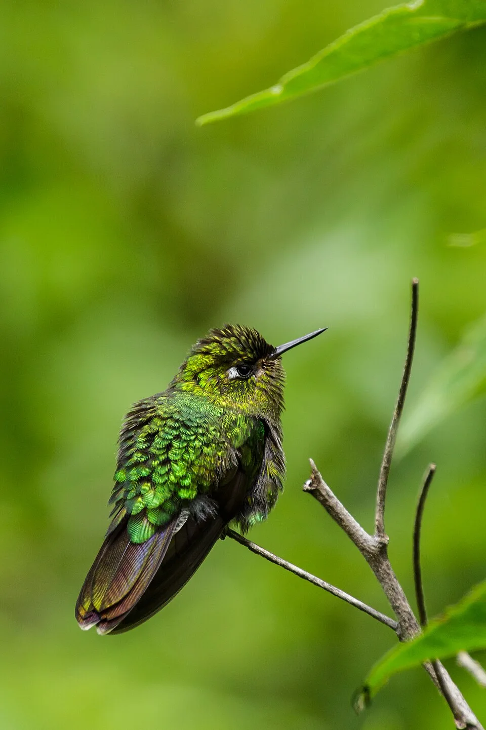 Fotografía de referencia de Metallura tyrianthina
