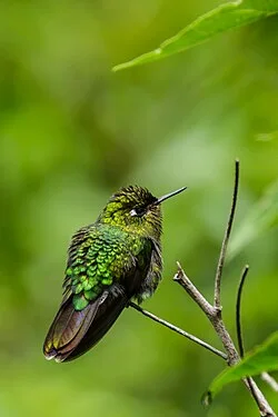Fotografía de referencia de Metallura tyrianthina