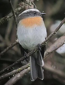 Fotografía de referencia de Ochthoeca rufipectoralis