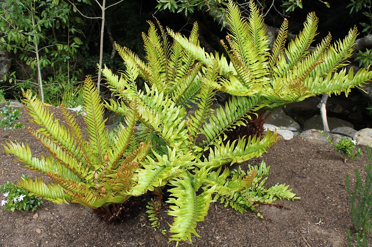 Fotografía de referencia de Lomariocycas tabularis
