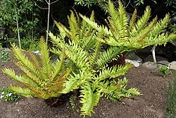 Fotografía de referencia de Lomariocycas tabularis