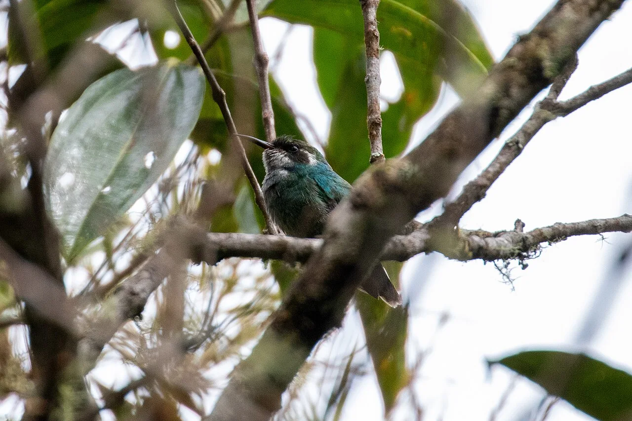 Fotografía de referencia de Schistes geoffroyi