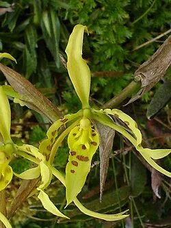 Fotografía de referencia de Cyrtochilum pardinum