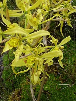 Fotografía de referencia de Cyrtochilum pardinum