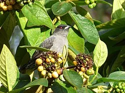 Fotografía de referencia de Ampelion rubrocristatus