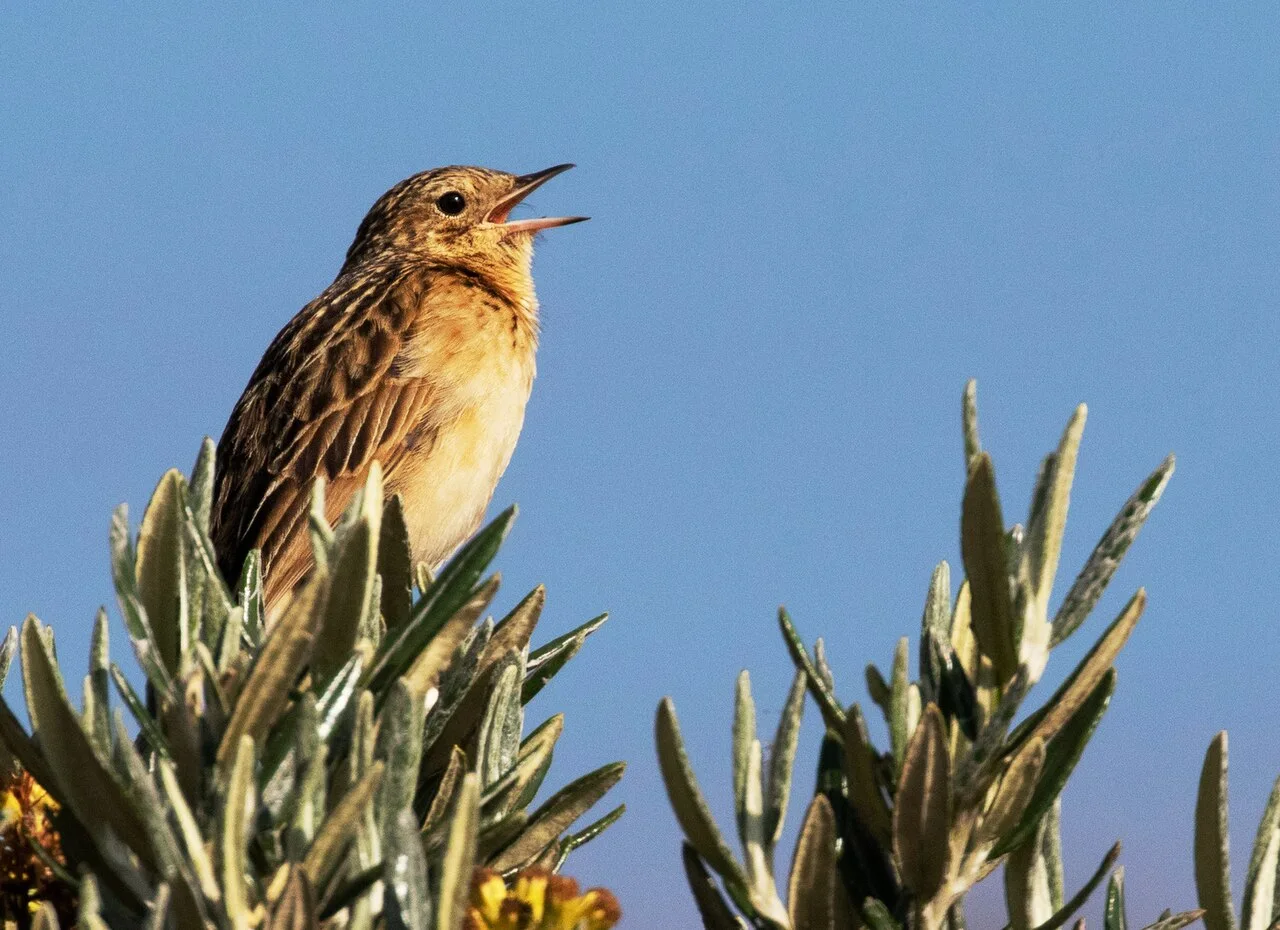 Fotografía de referencia de Anthus bogotensis