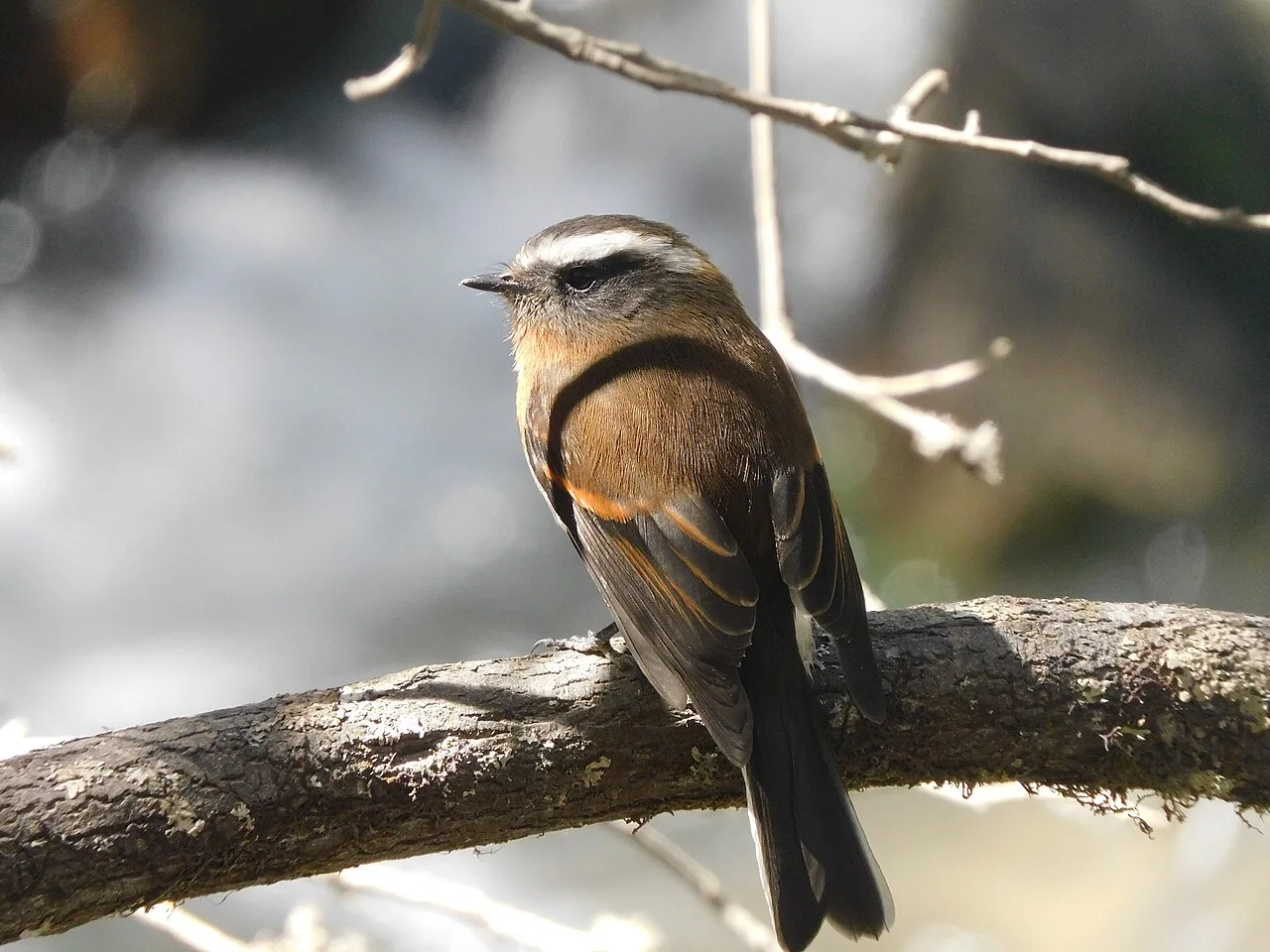 Fotografía de referencia de Ochthoeca rufipectoralis