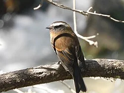 Fotografía de referencia de Ochthoeca rufipectoralis