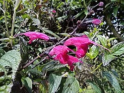 Fotografía de referencia de Salvia quitensis