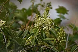 Fotografía de referencia de Oreocallis grandiflora