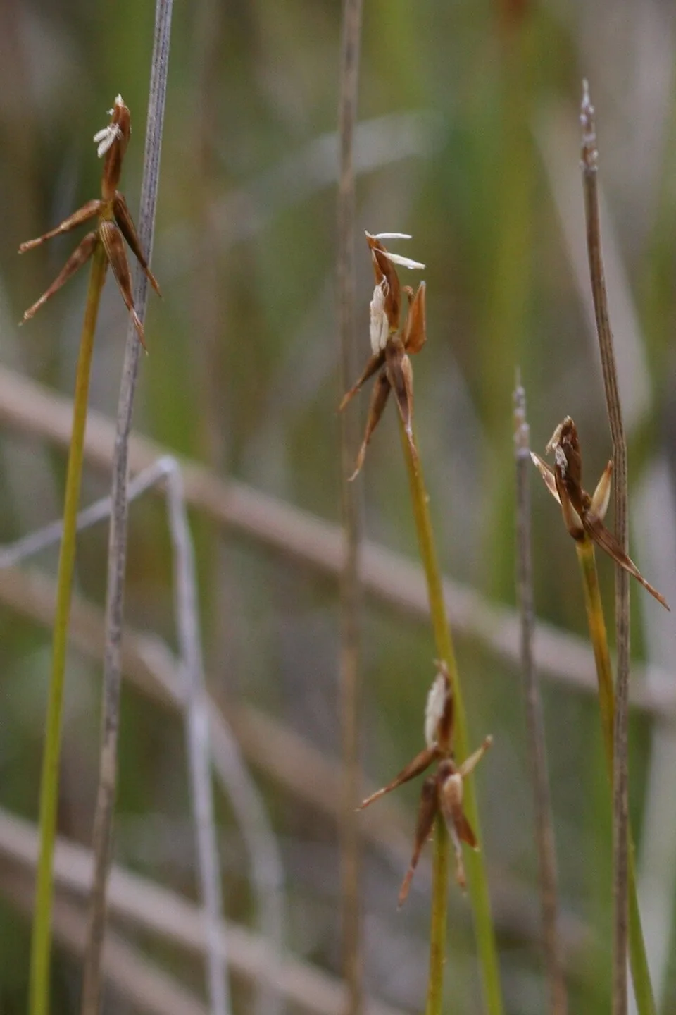 Fotografía de referencia de Carex microglochin