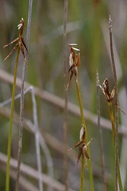 Fotografía de referencia de Carex microglochin