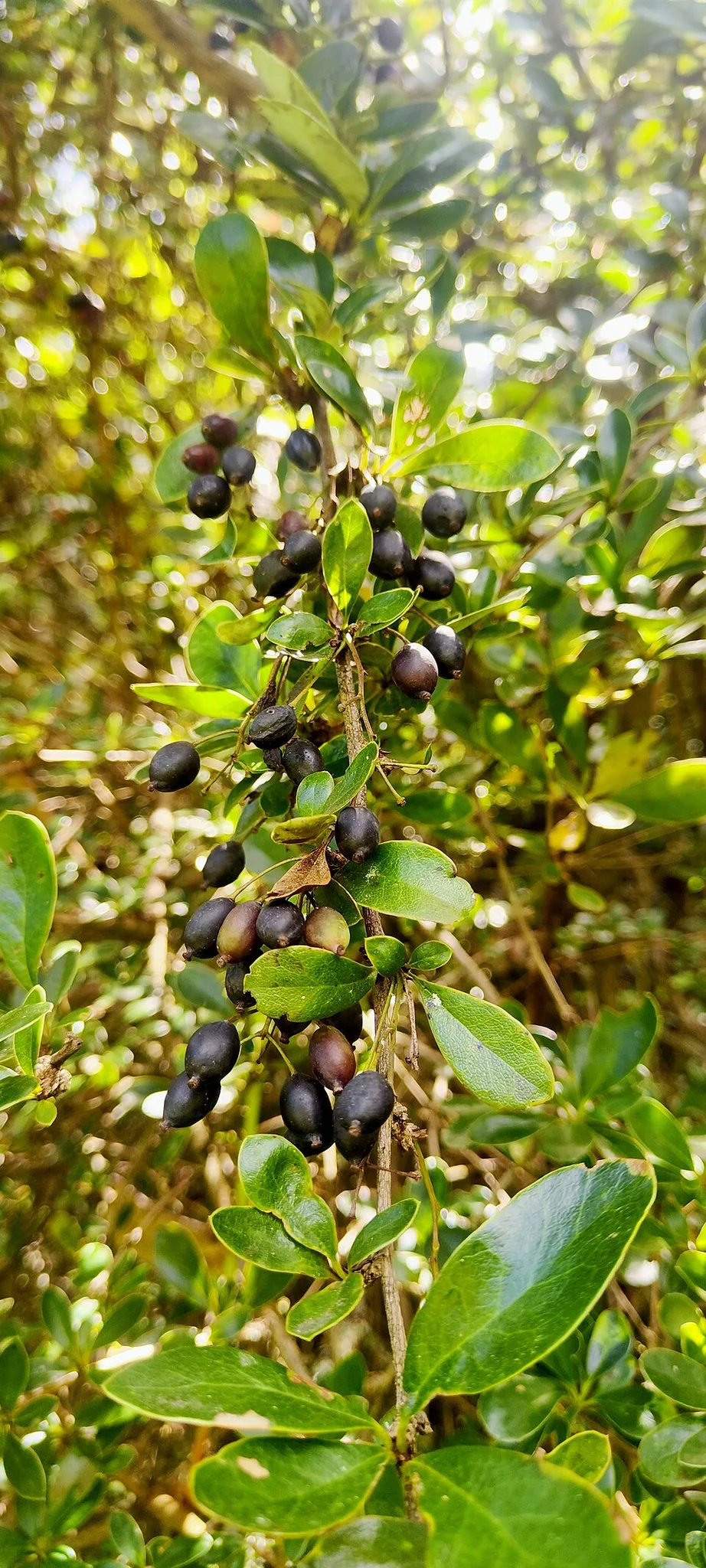 Fotografía de referencia de Berberis lutea