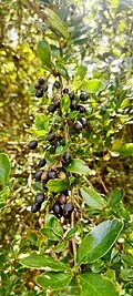Fotografía de referencia de Berberis lutea