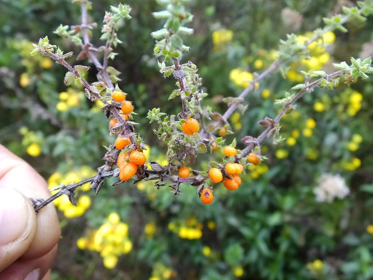 Fotografía de referencia de Galium hypocarpium