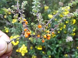 Fotografía de referencia de Galium hypocarpium